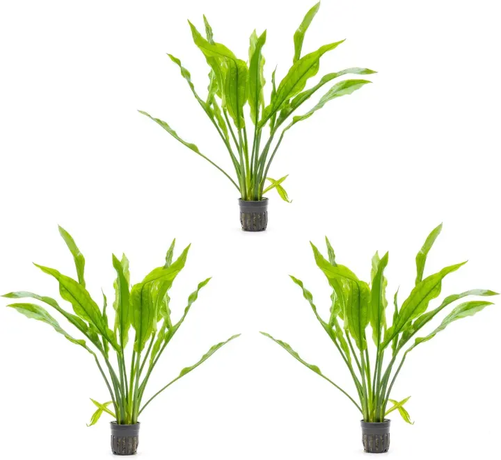 Echinodorus Bleheri Sword Plant — Live Aquarium Plants (3 Pots, 6–9 Plants)