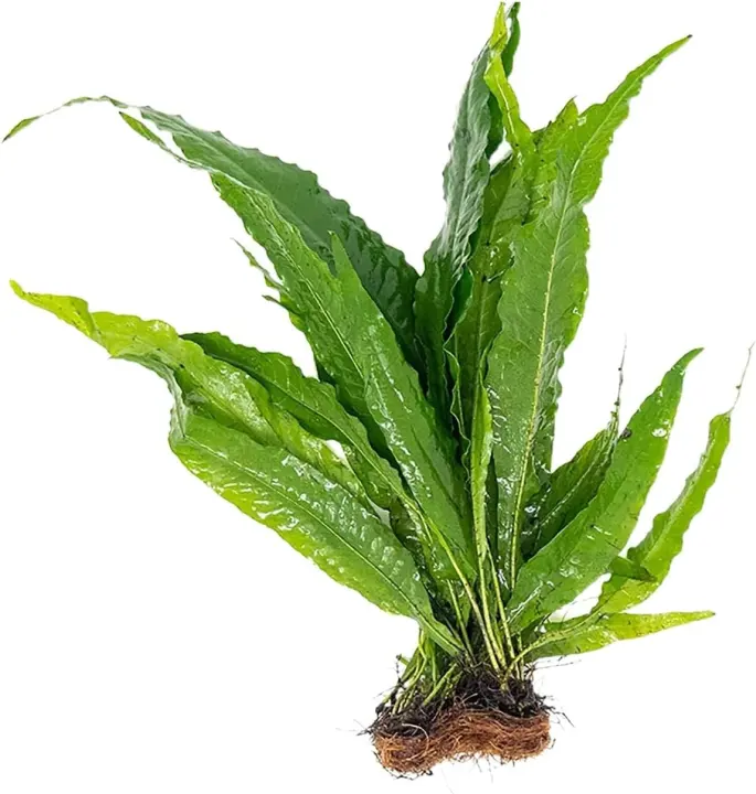 Java Fern (Microsorum pteropus) Aquarium Plant