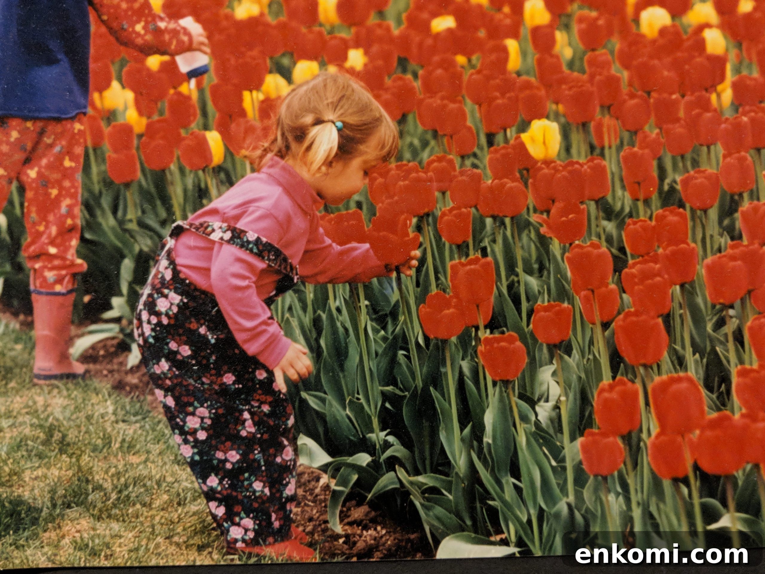 Discover Ottawa's Canadian Tulip Festival: Dates, Events & Tips 2 Tulips at the festival