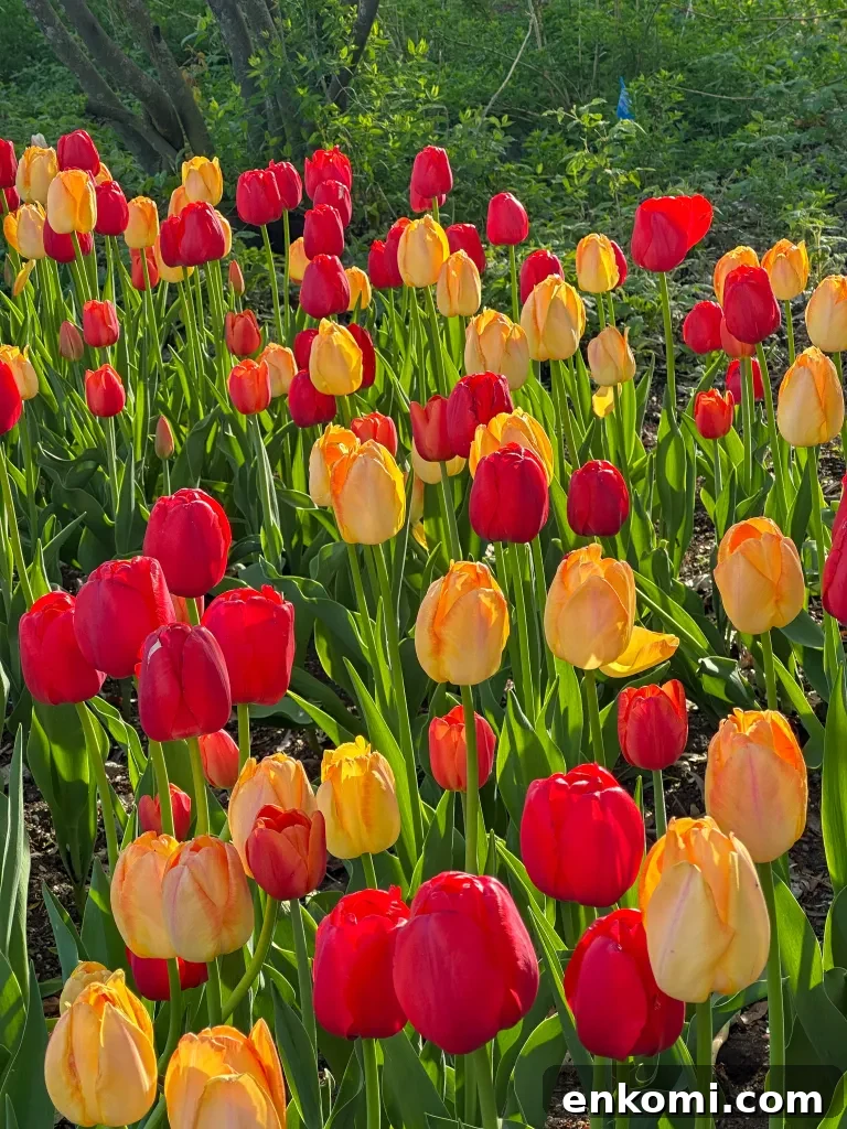 Discover Ottawa's Canadian Tulip Festival: Dates, Events & Tips 12 Runner by tulips