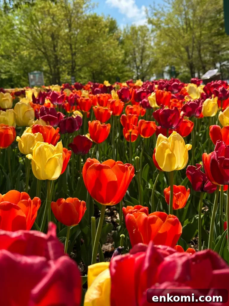 Discover Ottawa's Canadian Tulip Festival: Dates, Events & Tips 13 Running along the canal