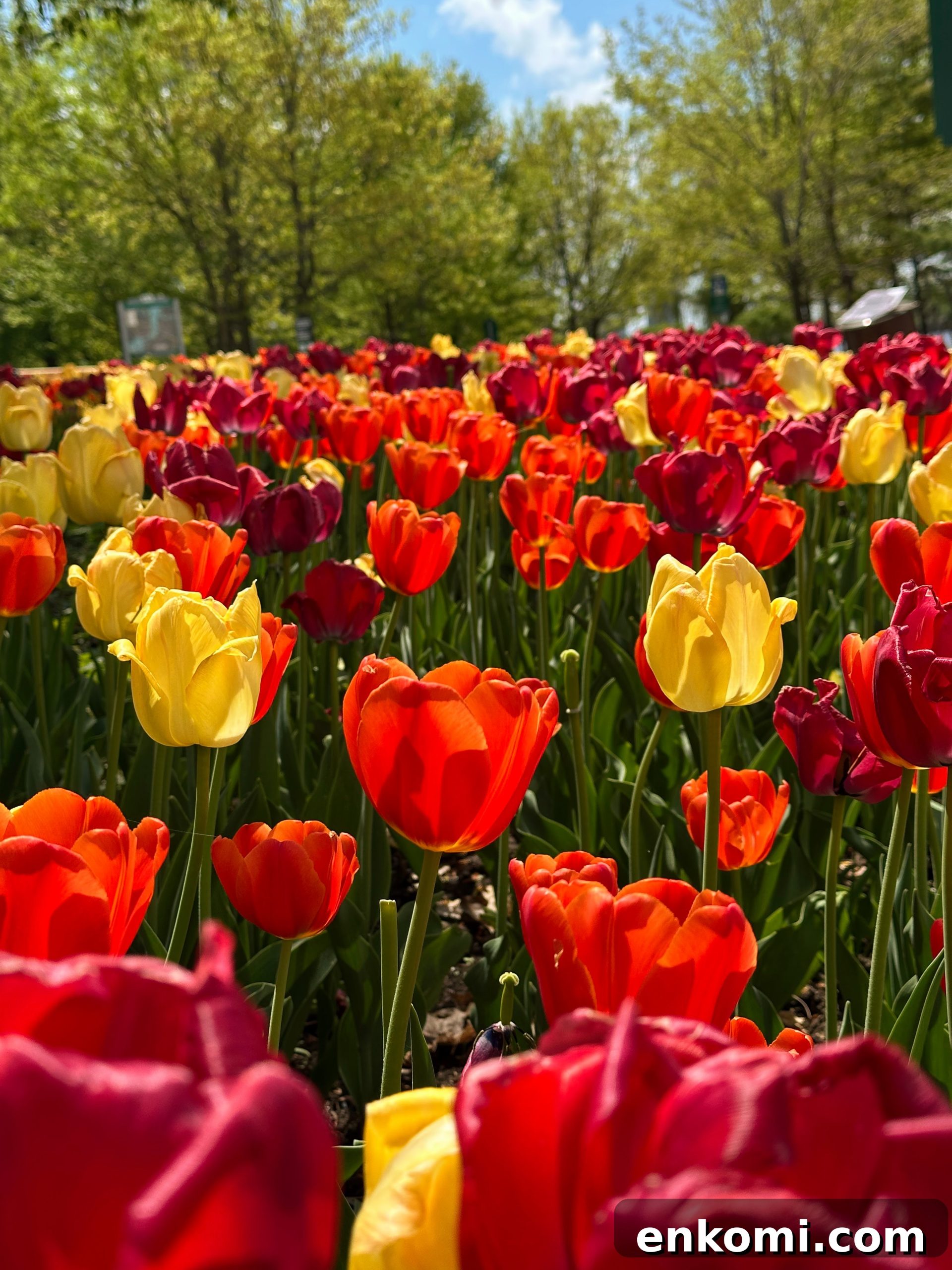 Discover Ottawa's Canadian Tulip Festival: Dates, Events & Tips 14 A Guide to the Canadian Tulip Festival in Ottawa