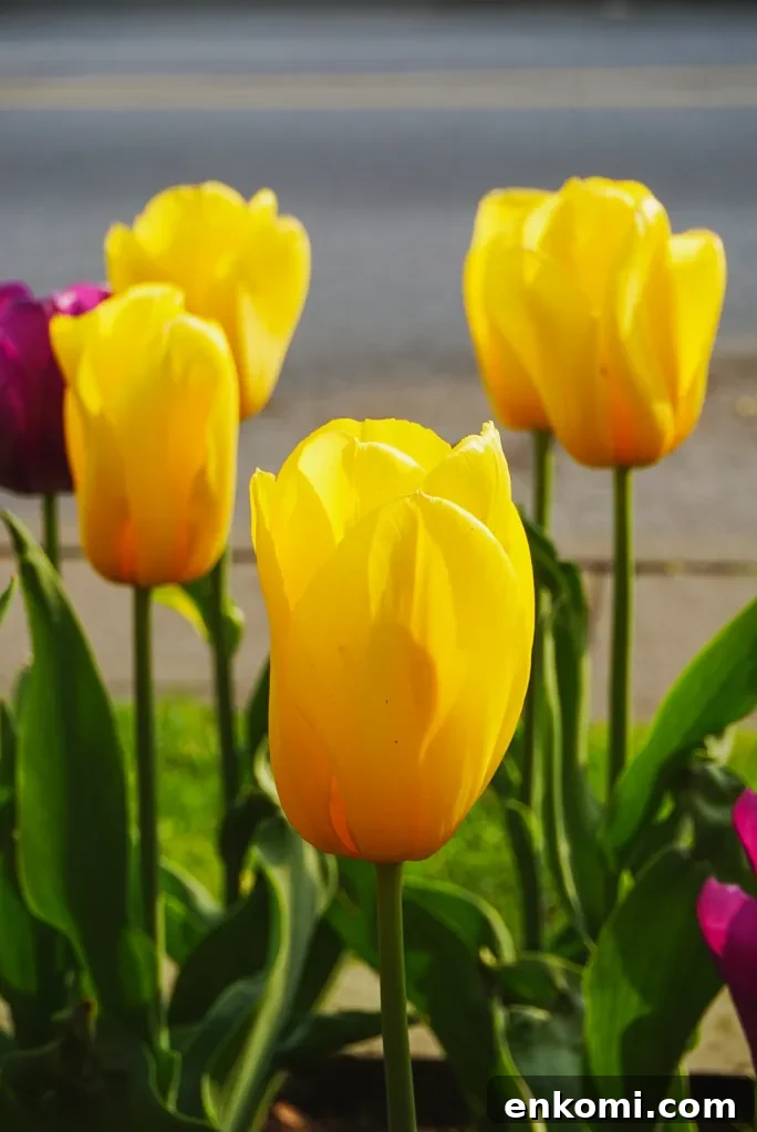Discover Ottawa's Canadian Tulip Festival: Dates, Events & Tips 3 Rows of tulips