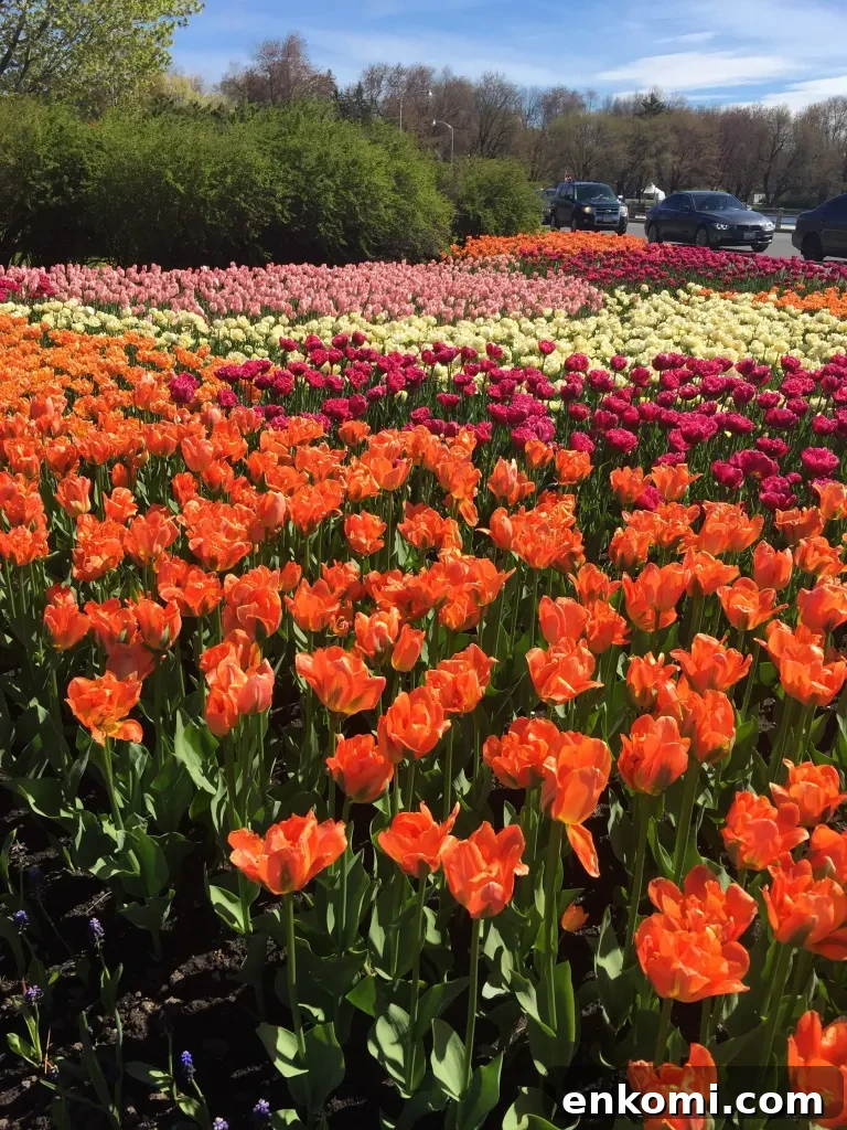 Discover Ottawa's Canadian Tulip Festival: Dates, Events & Tips 4 Tulips by the canal