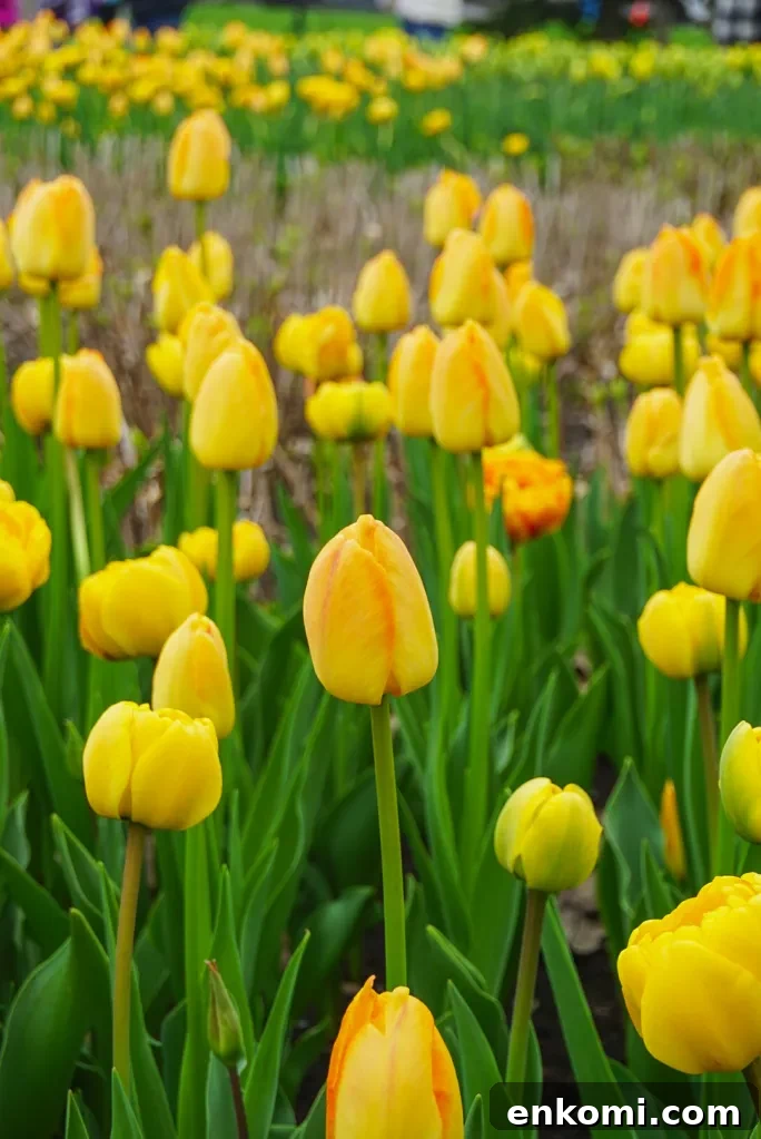Discover Ottawa's Canadian Tulip Festival: Dates, Events & Tips 6 Morning tulip light
