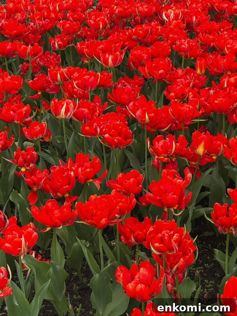 Discover Ottawa's Canadian Tulip Festival: Dates, Events & Tips 7 People enjoying tulips