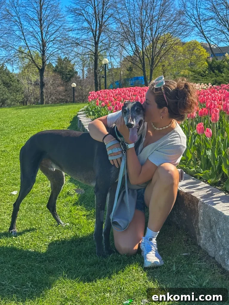 Discover Ottawa's Canadian Tulip Festival: Dates, Events & Tips 9 Tulip close-up