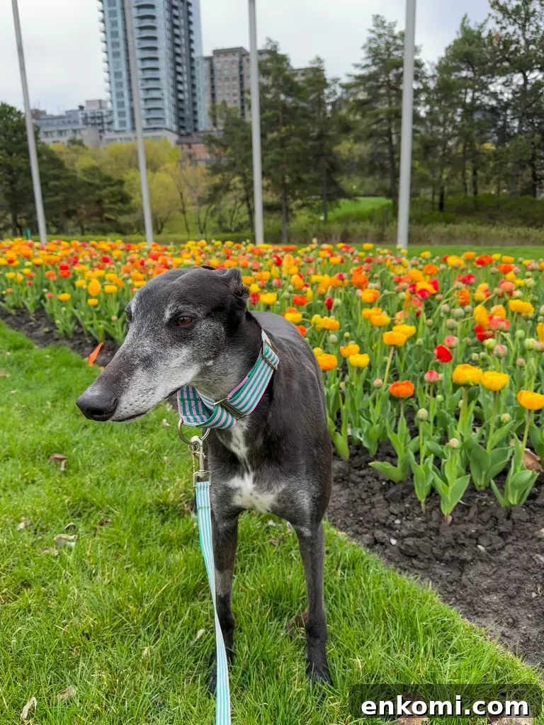 Discover Ottawa's Canadian Tulip Festival: Dates, Events & Tips 10 Festival visitors