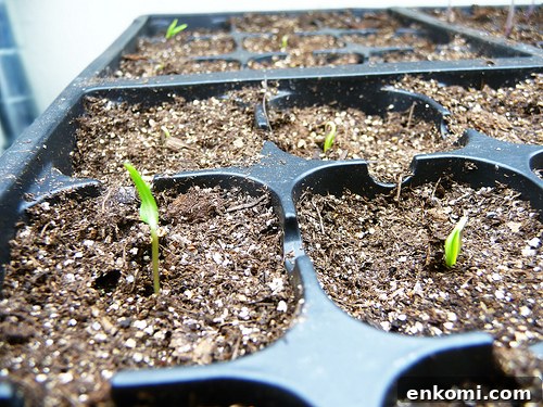 Chilli Pepper Germination Chilli Pepper Germination