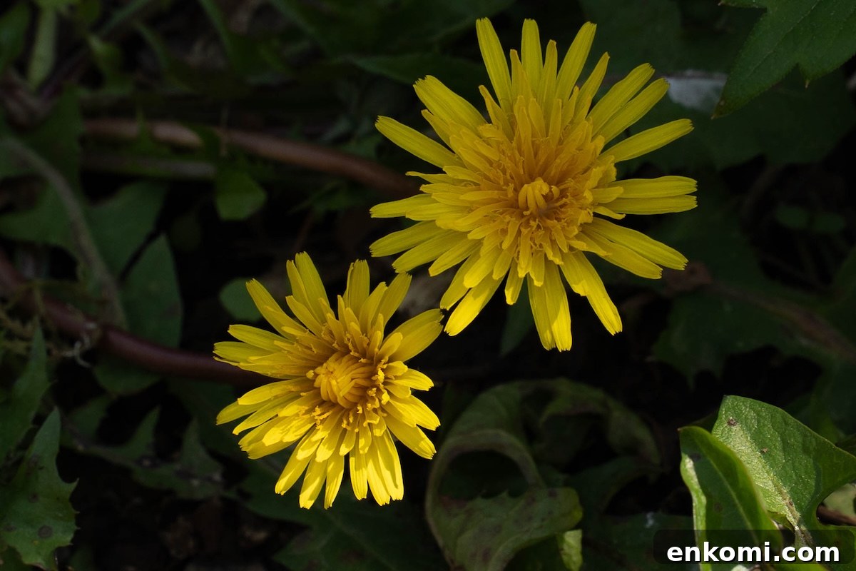 7 Wild Spring Flowers to Forage in the Pacific Northwest 11 Dandelion flowers