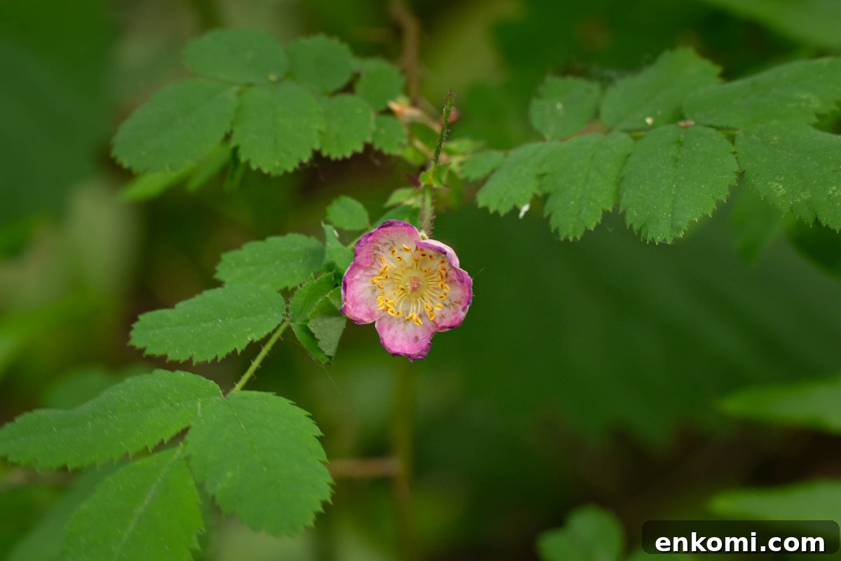 7 Wild Spring Flowers to Forage in the Pacific Northwest 16 A wild rose in the forest