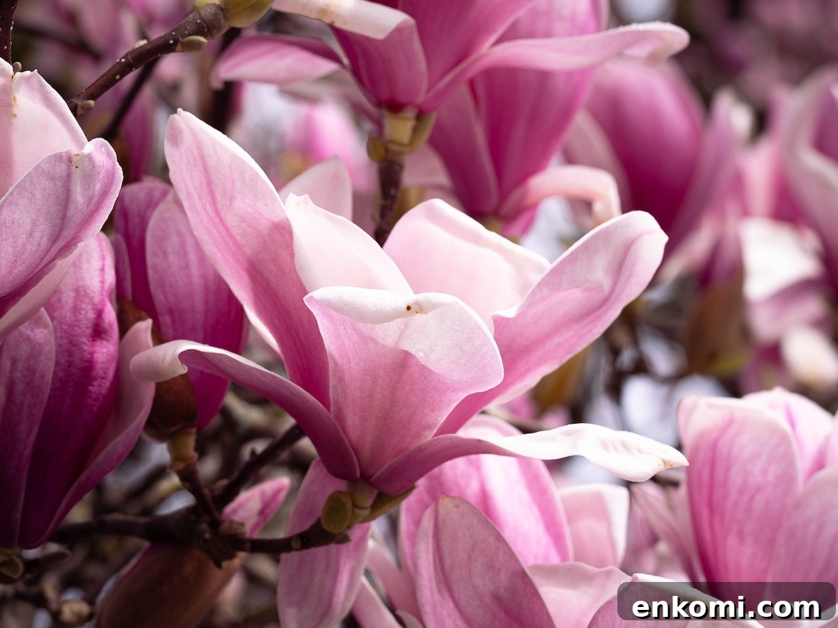7 Wild Spring Flowers to Forage in the Pacific Northwest 3 Large pink magnolia blossoms in bloom