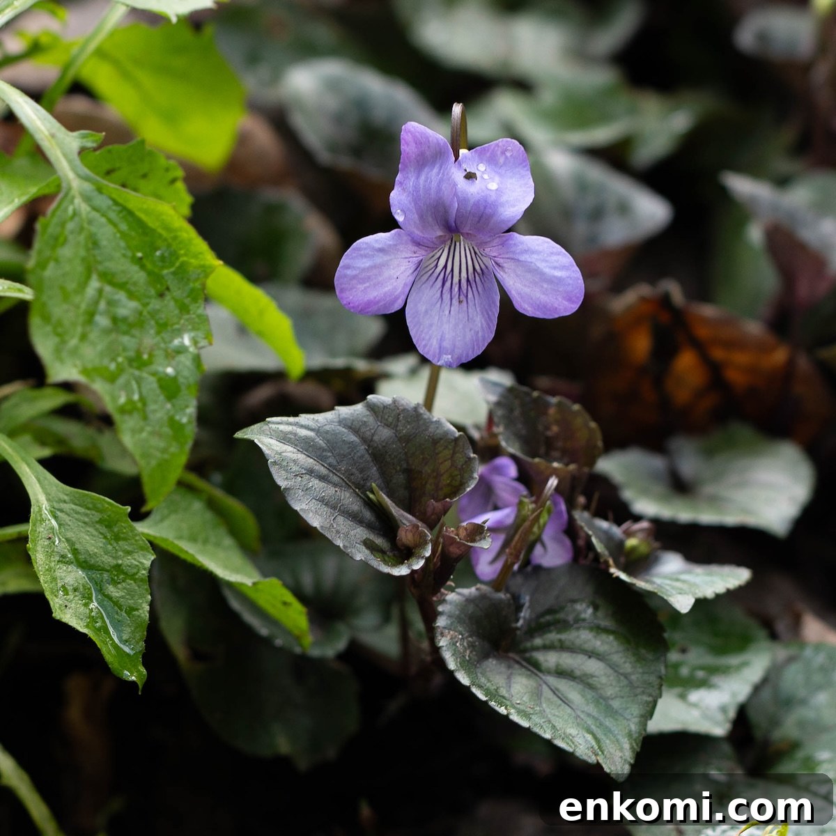 7 Wild Spring Flowers to Forage in the Pacific Northwest 21 An edible spring flower, the wild violet