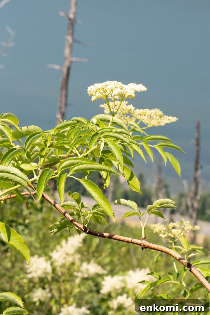 7 Wild Spring Flowers to Forage in the Pacific Northwest 23 Elderflowers growing in the wild