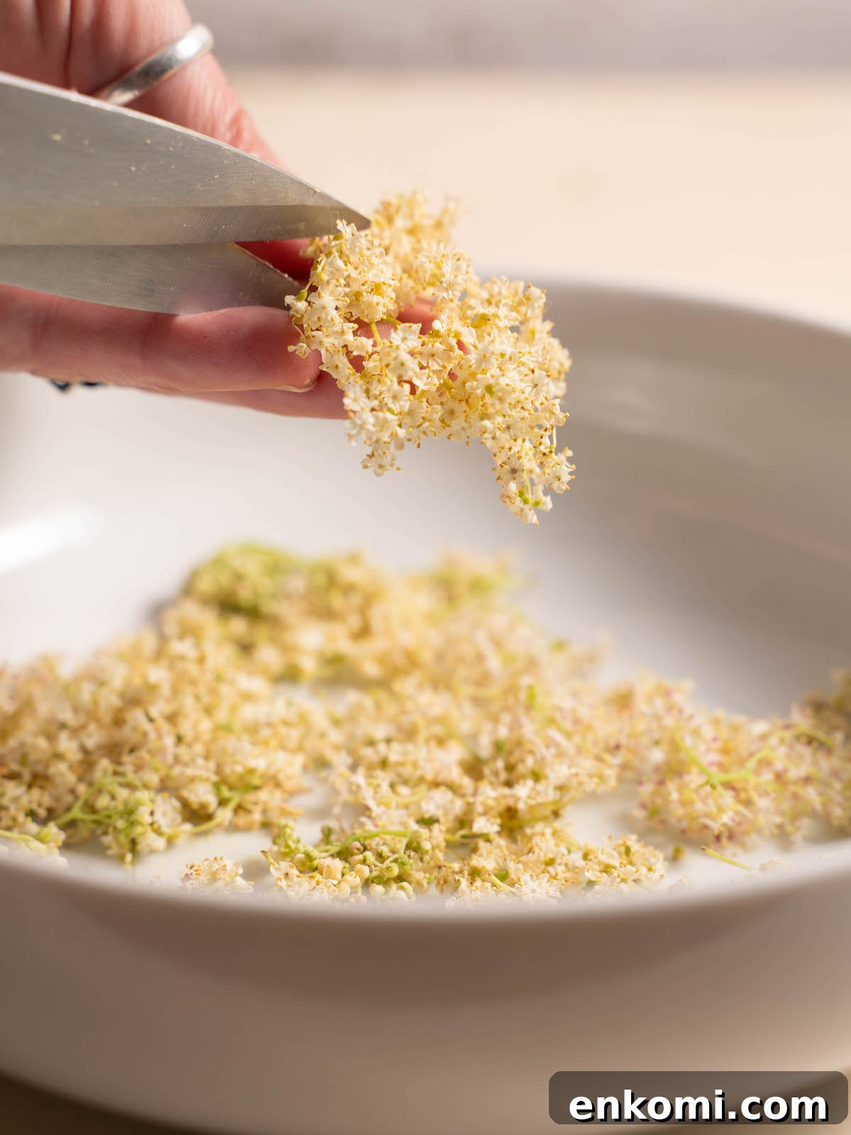 7 Wild Spring Flowers to Forage in the Pacific Northwest 24 Snipping fresh elderflowers off their stems