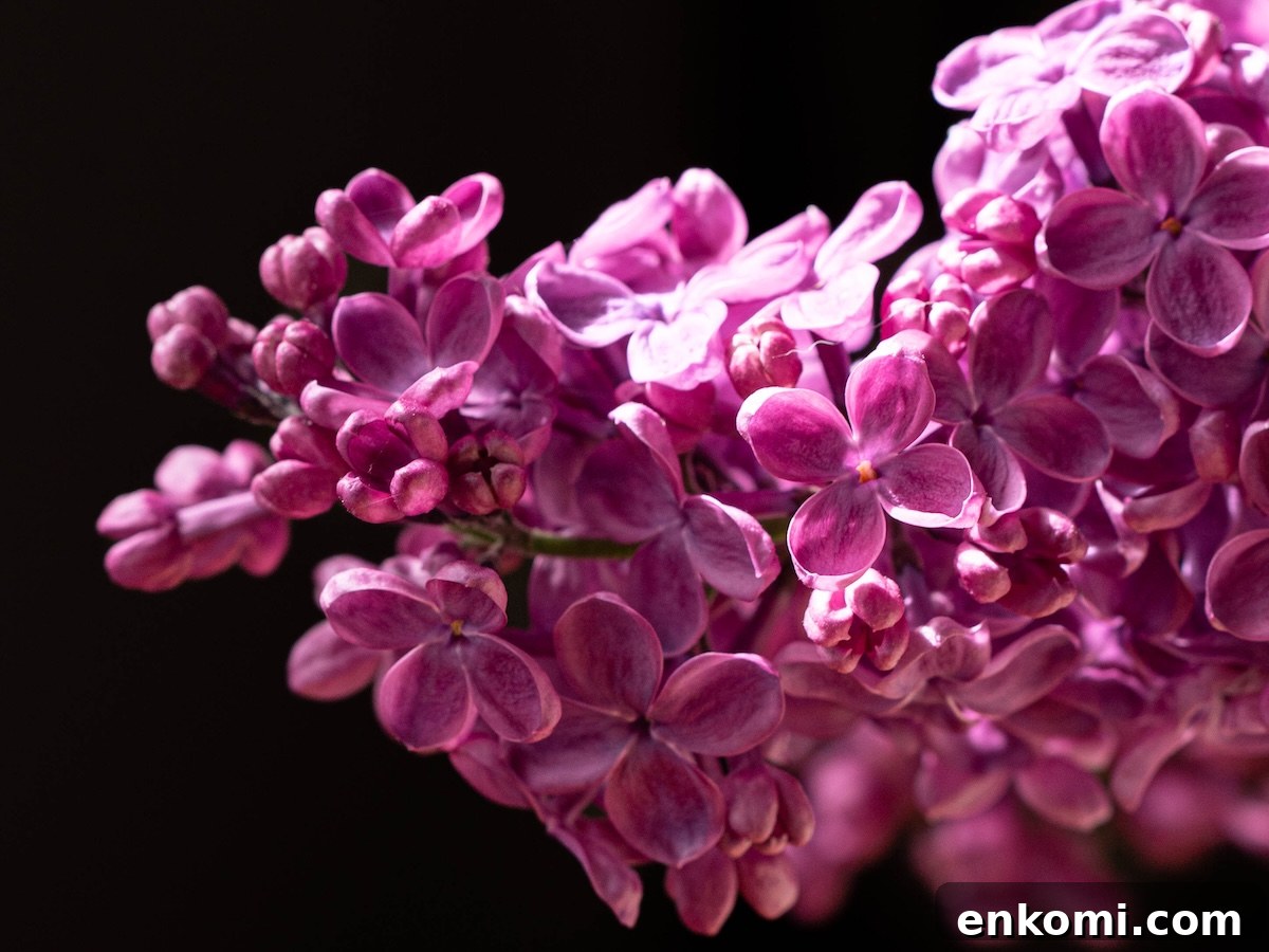 7 Wild Spring Flowers to Forage in the Pacific Northwest 30 A closeup on a cluster of purple lilac flowers