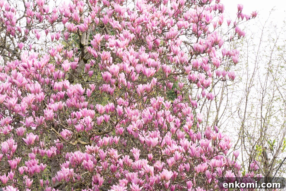 7 Wild Spring Flowers to Forage in the Pacific Northwest 4 A magnolia tree in full bloom, with large pink tulip-shaped flowers