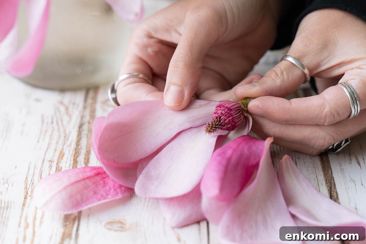 7 Wild Spring Flowers to Forage in the Pacific Northwest 5 A close up look inside a magnolia flower, a common edible spring flower in the Pacific Northwest